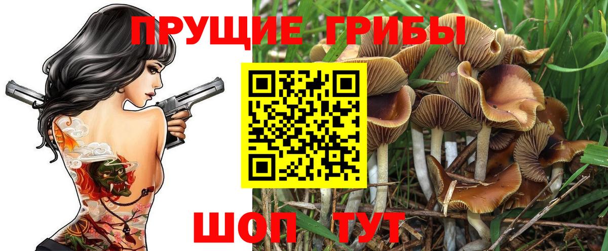 Псилоцибиновые грибы Psilocybe Белая Калитва